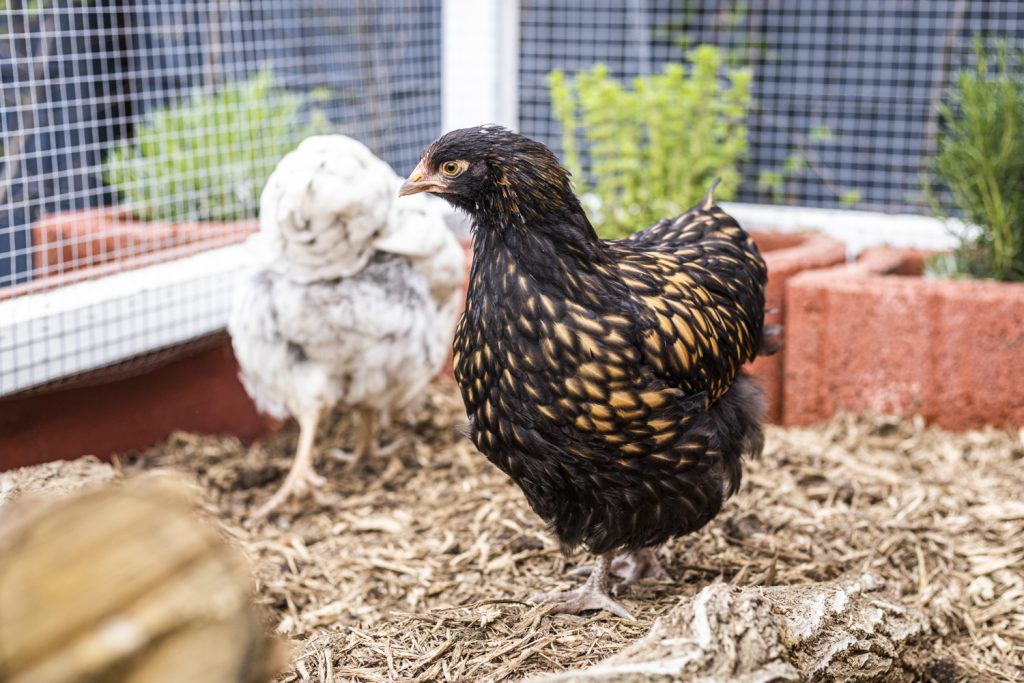 Orpington Anfänger Hühnerrasse