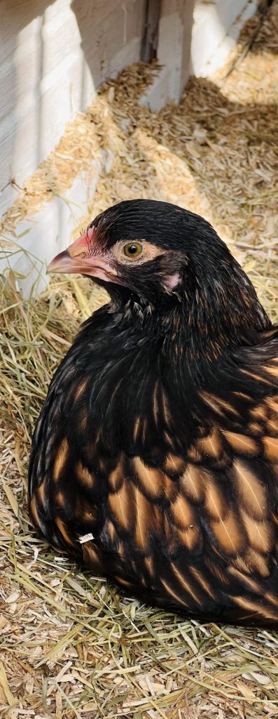 Junghenne Orpingston in GSg