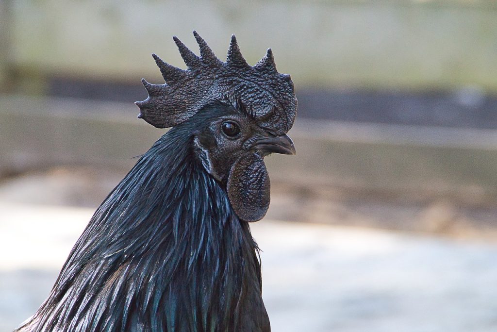 Kamm und Kehllappen sind bei diesem Ayam Cemani komplett schwarz gefärbt