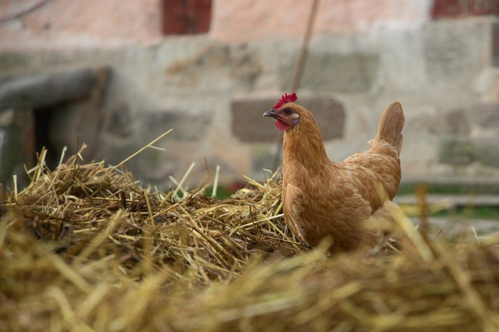 Hühnerhaltung in der Stadt