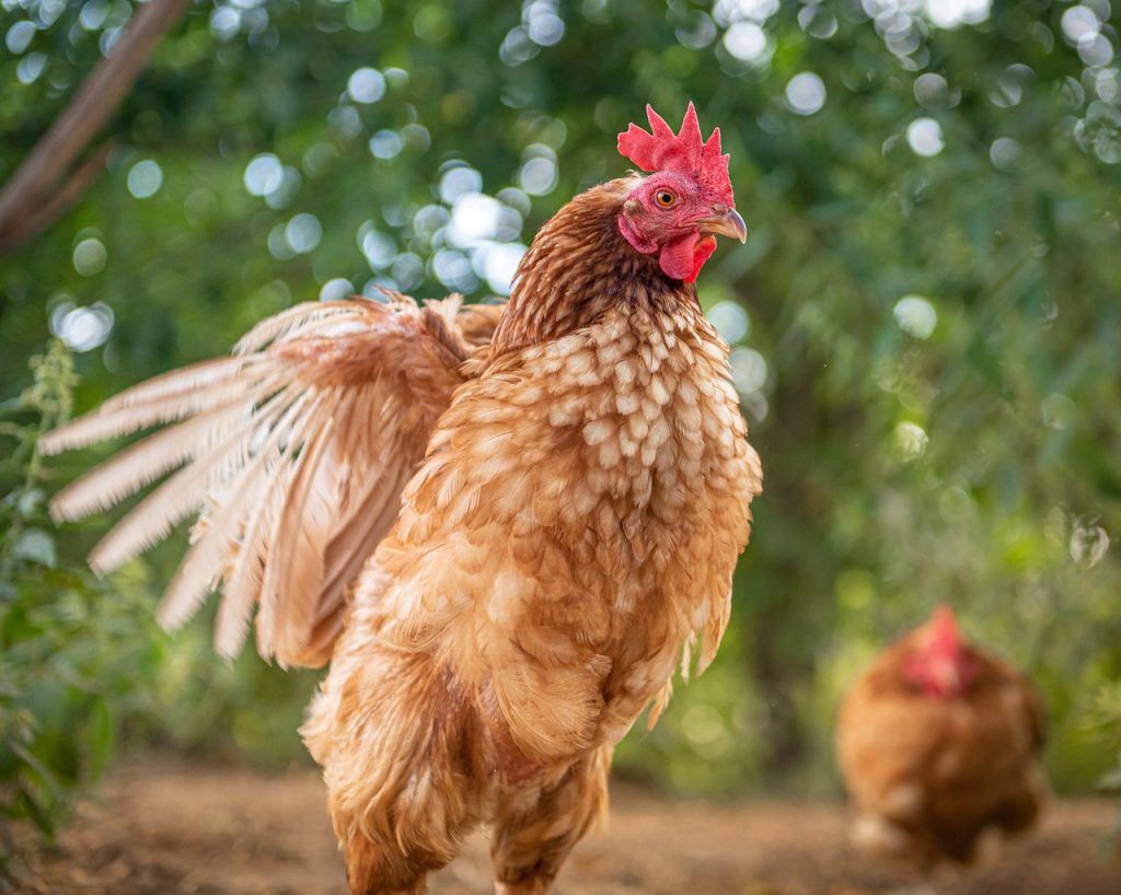 Brauche ich einen Hahn?