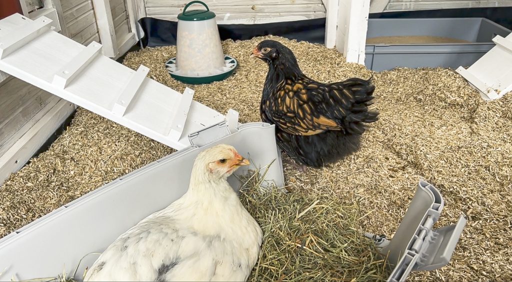 Transportbox-für-Hühner